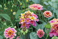 Confetti Lantana Plant – Lantana camara ‘Confetti’ Evergreen Perennial Shrub