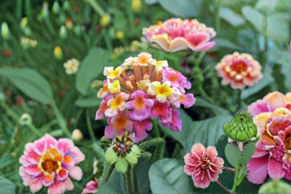Confetti Lantana Plant – Lantana camara ‘Confetti’ Evergreen Perennial Shrub