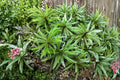Climacium Tree Moss – Live Moss Plant for Terrariums & Vivariums
