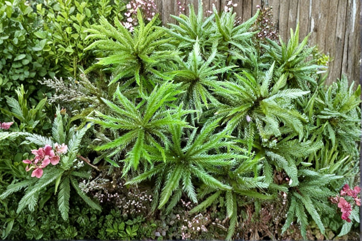 Climacium Tree Moss – Live Moss Plant for Terrariums & Vivariums