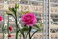Sheherazad Rose Live Plant – Fragrant Repeat Blooming Ornamental Rose
