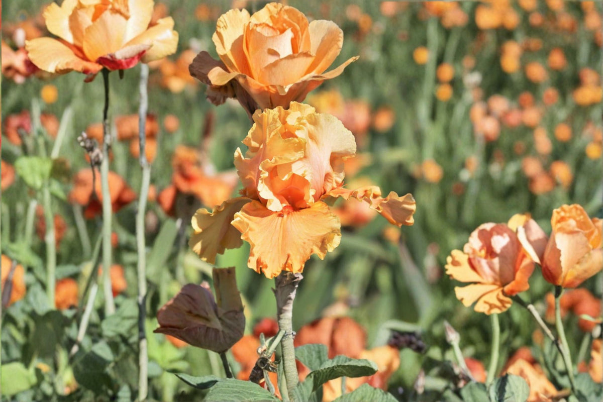 Cordoba Iris Live Plant – Orange Bearded Iris Perennial, 36 Inch Tall