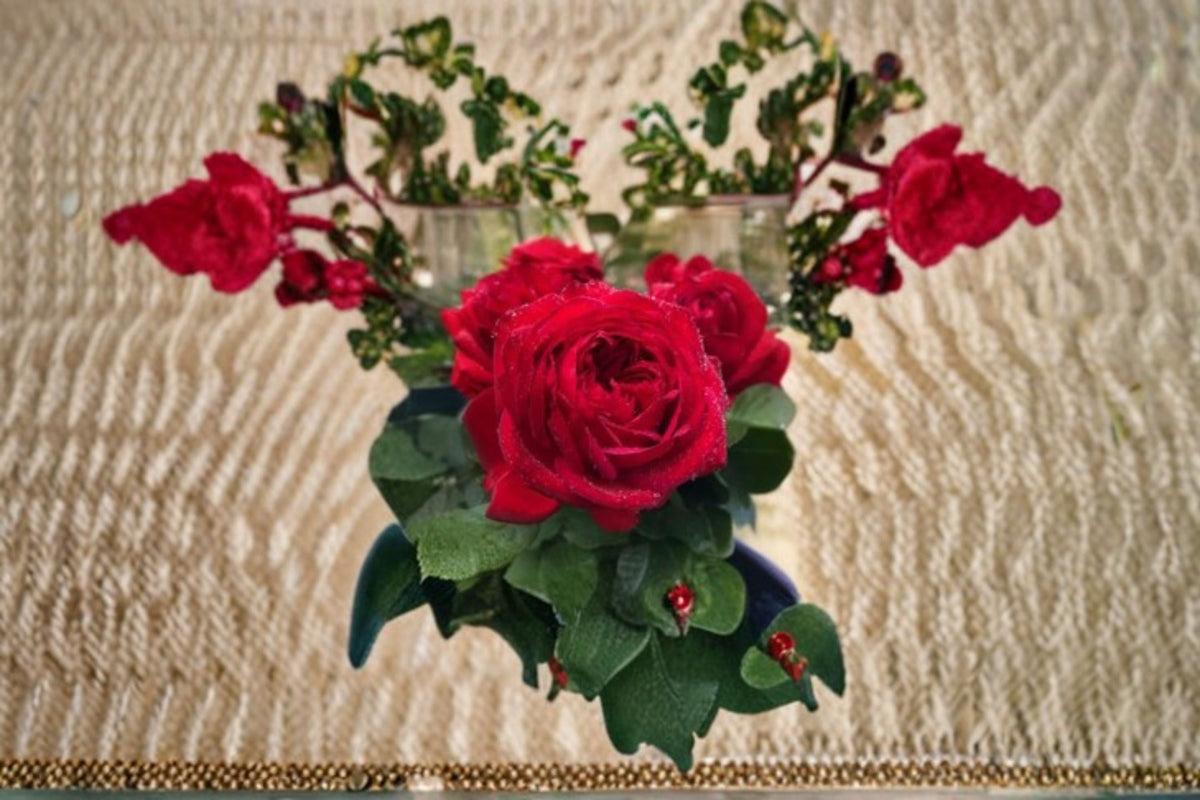 Francois Rose Live Plant – Blood Red Double Garden Rose, Compact Shrub, Old Rose Style