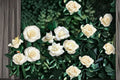 White Dawn Climbing Rose Live Starter Plant – Own Root Rosa