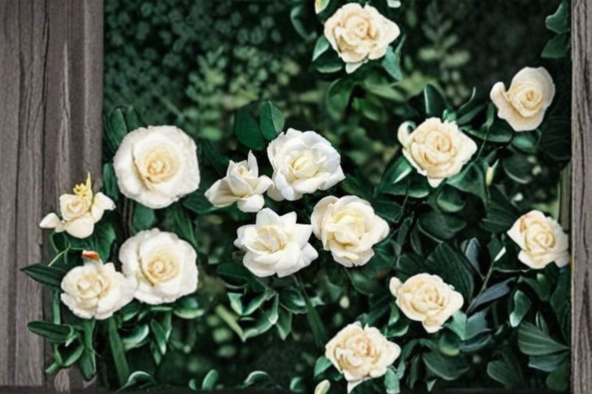 White Dawn Climbing Rose Live Starter Plant – Own Root Rosa