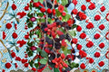 Red Mulberry Plants – Morus rubra – Edible Berry Tree – Native Deciduous Fruit Tree – Supports Wildlife & Pollinators