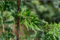 Mugwort Live Plant Clump – Edible Artemisia Herb for Herb Gardens