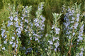 Irene Rosemary Plant – Rosmarinus officinalis ‘Irene’ Evergreen Culinary Herb
