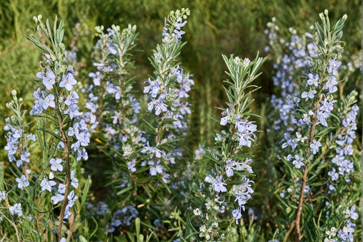 Irene Rosemary Plant – Rosmarinus officinalis ‘Irene’ Evergreen Culinary Herb