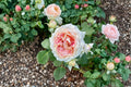 Peach Anemone Rose Own Root Live Plant – Apricot Pink Cut Rose