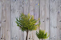 Gulf Stream Heavenly Bamboo Plant – Nandina domestica ‘Gulf Stream’ Evergreen Shrub