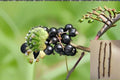 Consort Black Currant 10 Cuttings – Ribes nigrum Fruit Shrub