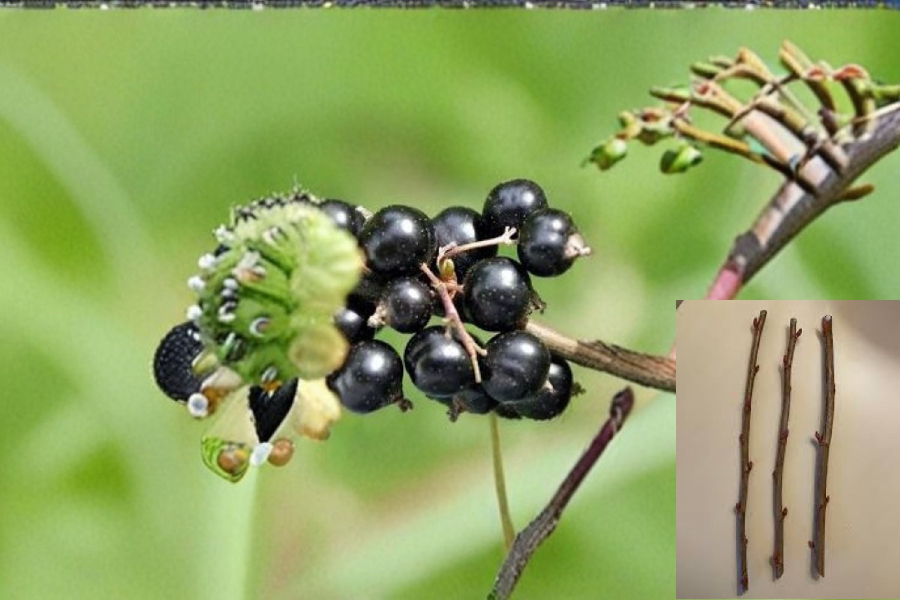 Consort Black Currant 10 Cuttings – Ribes nigrum Fruit Shrub