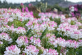 Cleome Spider Flower 1 Plant – Cleome hassleriana Annual Pollinator Plant