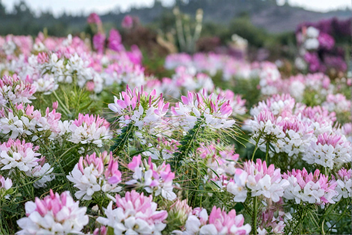 Cleome Spider Flower 1 Plant – Cleome hassleriana Annual Pollinator Plant