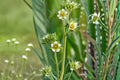 Prairie Cinquefoil Seeds - Drymocallis arguta White Perennial Wildflower Seeds for Native Prairie Gardens, Easy to Grow, 100 Seeds
