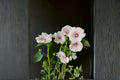 Dwarf White Rose Mallow Seeds | Lavatera trimestris | White Flowers | Compact Annual Garden Plant