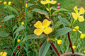 Seedbox Seeds Ludwigia Alternifolia Wildflower Native Yellow Wetland Plant Meadow Pollinator Friendly 1000 Seeds