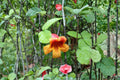 Crossvine 12 Cuttings – Bignonia capreolata Native Flowering Vine