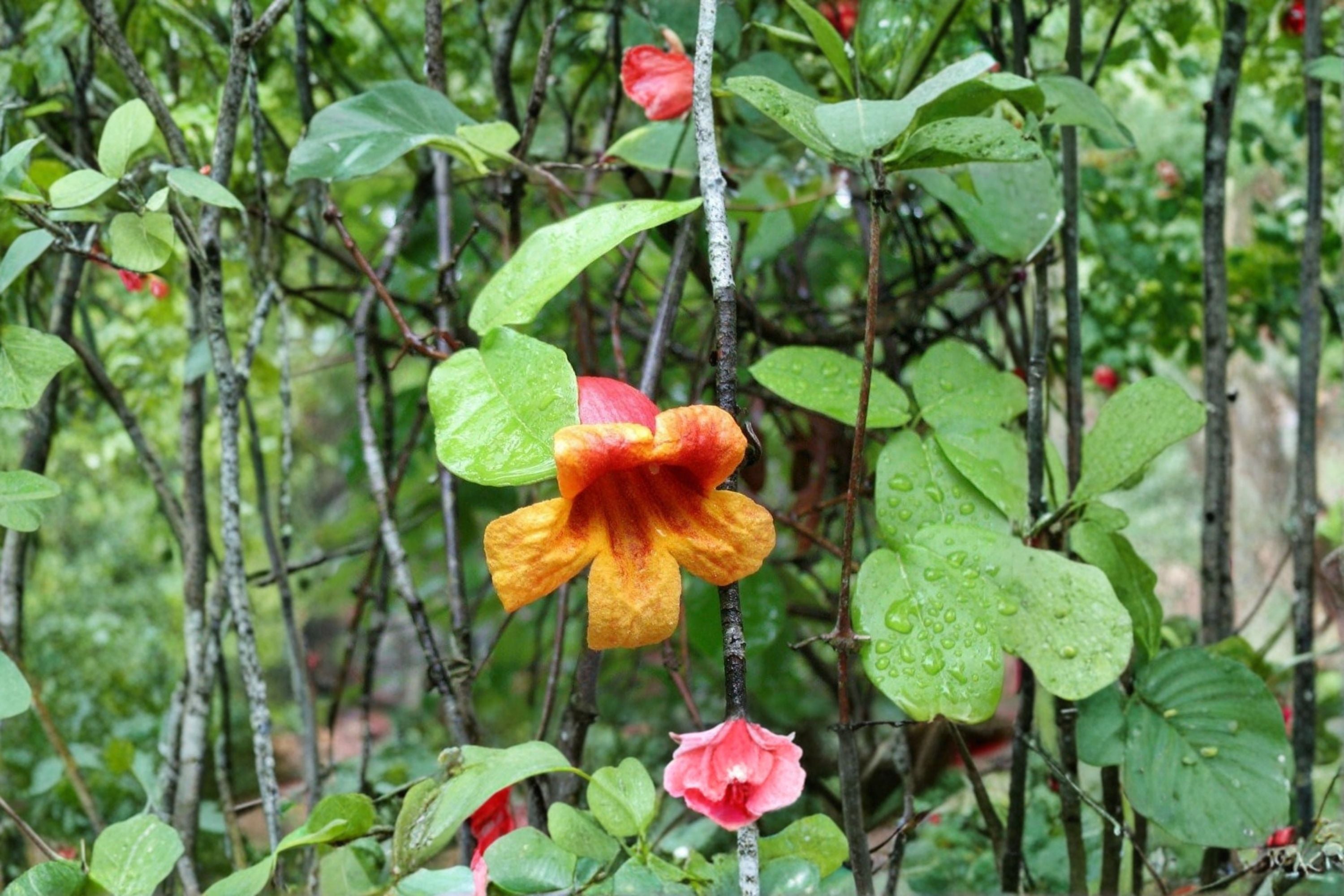 Crossvine 12 Cuttings – Bignonia capreolata Native Flowering Vine