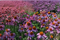 Purple Coneflower 1 Plant – Echinacea purpurea Perennial Pollinator Flower