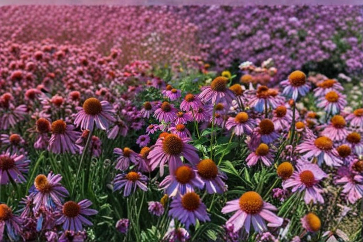 Purple Coneflower 1 Plant – Echinacea purpurea Perennial Pollinator Flower