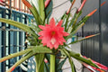 Epiphyllum Orchid Cactus 2 Cuttings – Epiphyllum spp. Tropical Indoor Cactus