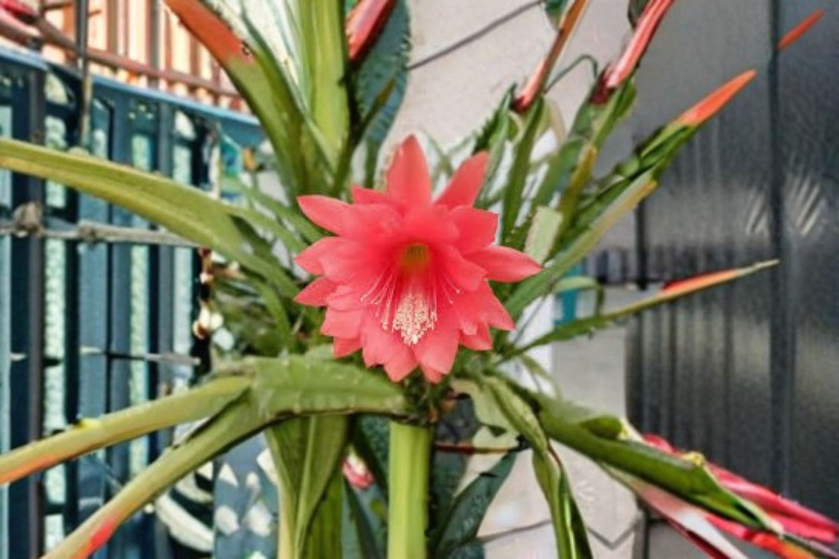 Epiphyllum Orchid Cactus 2 Cuttings – Epiphyllum spp. Tropical Indoor Cactus