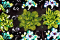 Rainforest Sunrise Hosta Plant – Variegated Shade Perennial