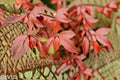 Red Tip Photinia Live Plant – Evergreen Hedge Shrub for Privacy Screens