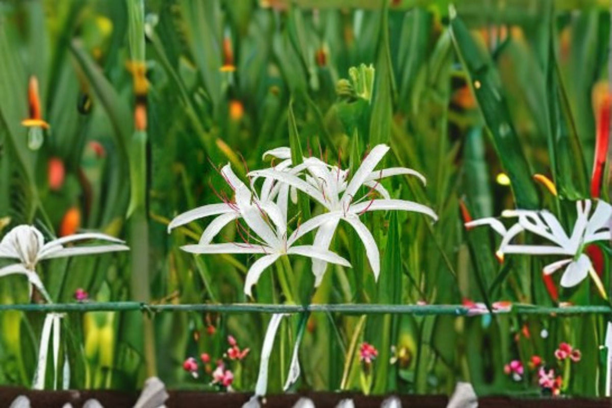 Crinum Americanum Live Bulb - White Pink Swamp Lily for Moist Gardens