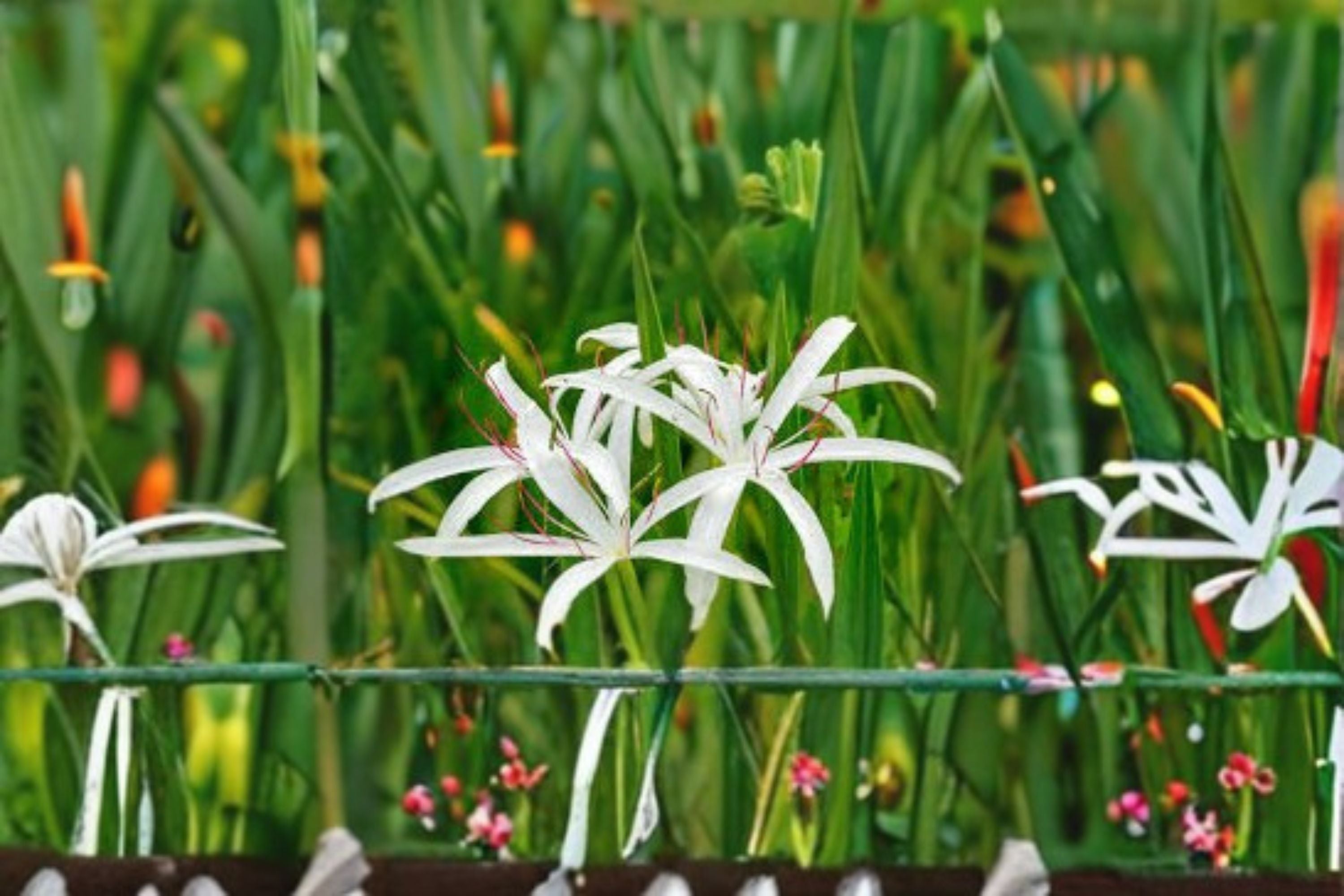 Crinum Americanum Live Bulb - White Pink Swamp Lily for Moist Gardens