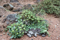 Umbrella Liverwort Plant - Marchantia polymorpha for Terrariums & Vivariums
