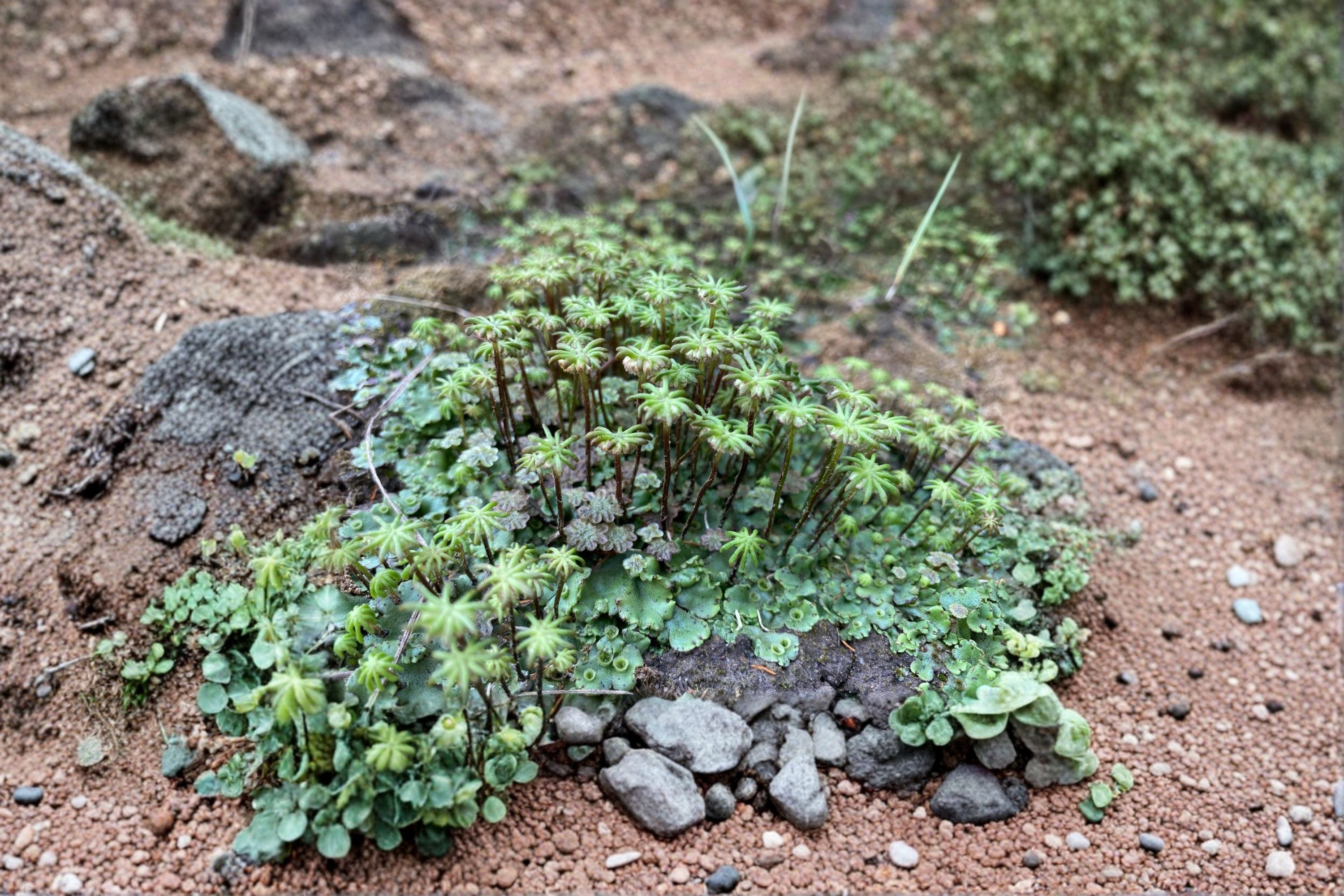 Umbrella Liverwort Plant - Marchantia polymorpha for Terrariums & Vivariums
