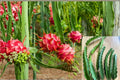 American Beauty Dragon Fruit Cuttings – 8-10 Inches – Hylocereus guatemalensis – Climbing Cactus, Night-Blooming Fruit Plant