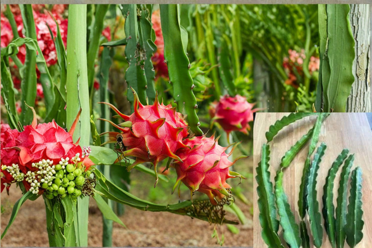 American Beauty Dragon Fruit Cuttings – 8-10 Inches – Hylocereus guatemalensis – Climbing Cactus, Night-Blooming Fruit Plant