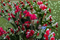 San Diego Red Bougainvillea Live Starter Plug Plant – Rooted Tropical Flowering Vine