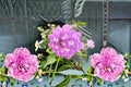 Lavender Lantana 1 Plant – Lantana montevidensis | Evergreen Perennial Groundcover