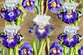 Gypsy Lord Iris Live Plant – Violet White Bearded Iris Perennial