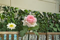 Mona Lisa Rose Live Plant – Fragrant, Disease Resistant Ornamental Rose