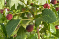 Fignomenal Fig Live Starter Plant – Compact Edible Ficus carica for Containers and Small Gardens
