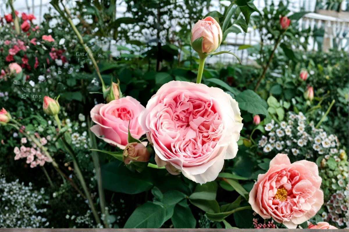 Senlitsu Rose Own Root Live Plant – Japanese Garden Rose | Rosa hybrid