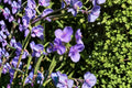 Prairie Spiderwort Seeds - Native Perennial Wildflower - Tradescantia bracteata - Purple Garden Flower Seeds - 25 Seeds
