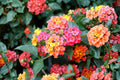 Lantana 1 Plant – Lantana camara | Multicolored Flowering Plant
