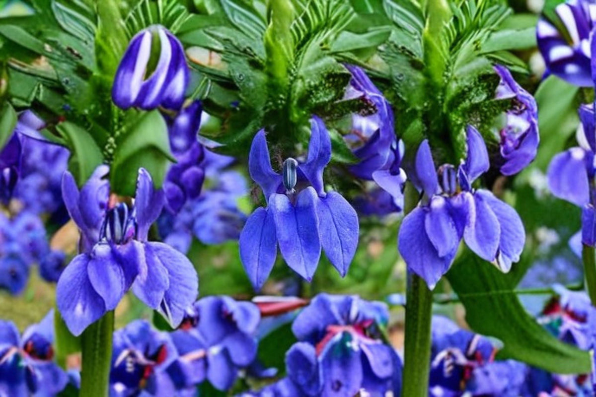 Great Blue Lobelia Seeds - Native Perennial Wildflower Seeds for Garden, Borders, and Natural Landscapes