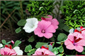 Dwarf Rose Mallow Seeds Mix, Lavatera trimestris, Annual Flower, Pink White Rose, Compact Garden Plant, Bedding Border, 40 Seeds