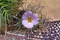 Winding Mariposa Lily Seeds, Pink Wildflower, Calochortus flexuosus, Perennial Garden Flower, 10 Seeds