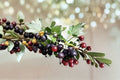 Jostaberry Gooseberry Currant Hybrid Live Plant – Ribes nidigrolaria – USDA Zones 3–8