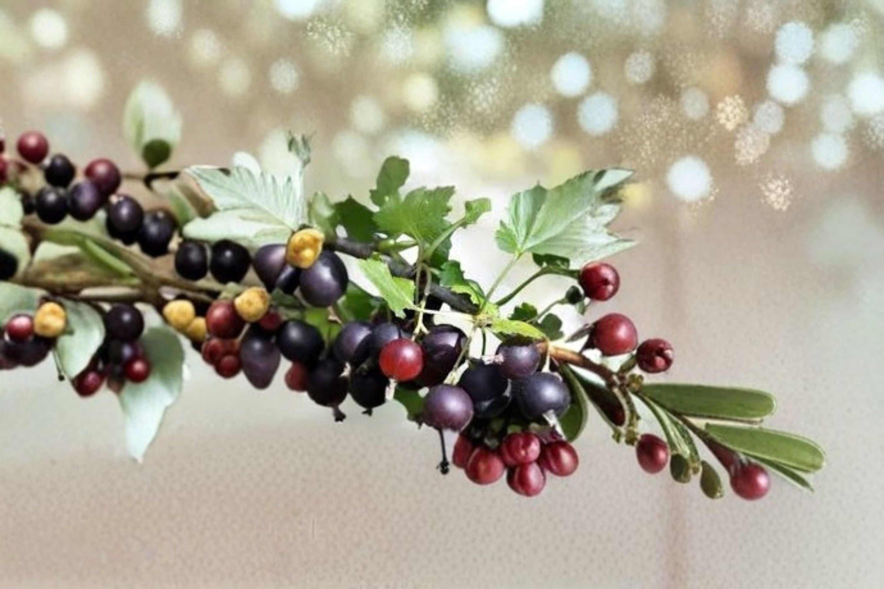 Jostaberry Gooseberry Currant Hybrid Live Plant – Ribes nidigrolaria – USDA Zones 3–8