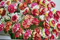 All American Magic Rose Live Plant – 1.5 Gal Own-Root Grandiflora Rose